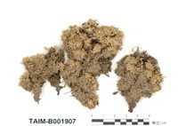 藏品(密葉泥炭苔)的圖片